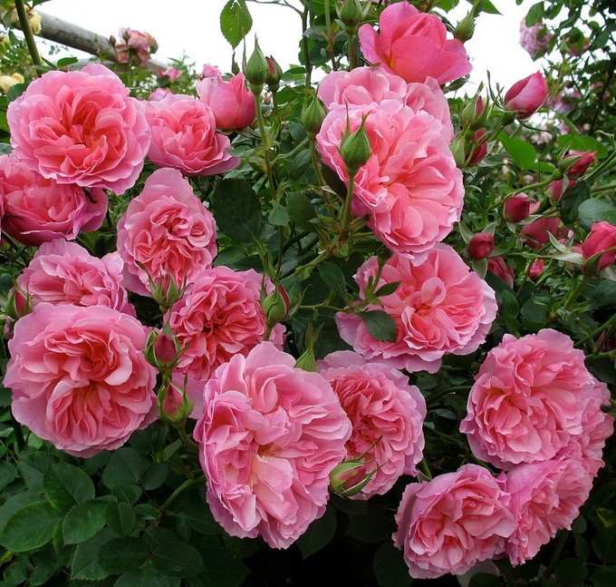 Роза Боскобел