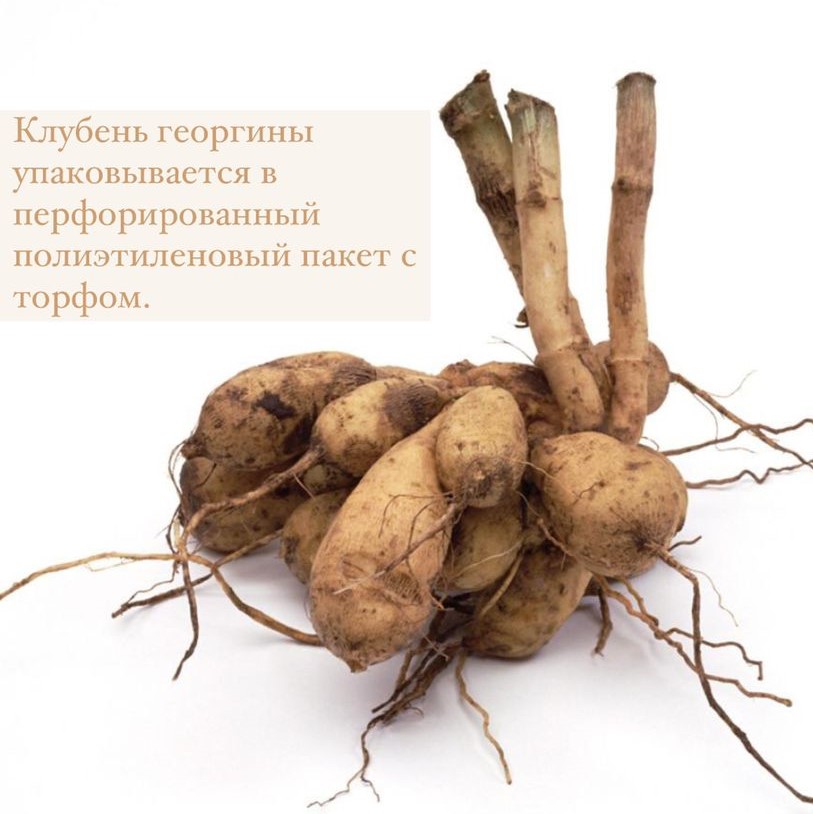 Георгина ХОЛЛИХИЛ КАЛИКО